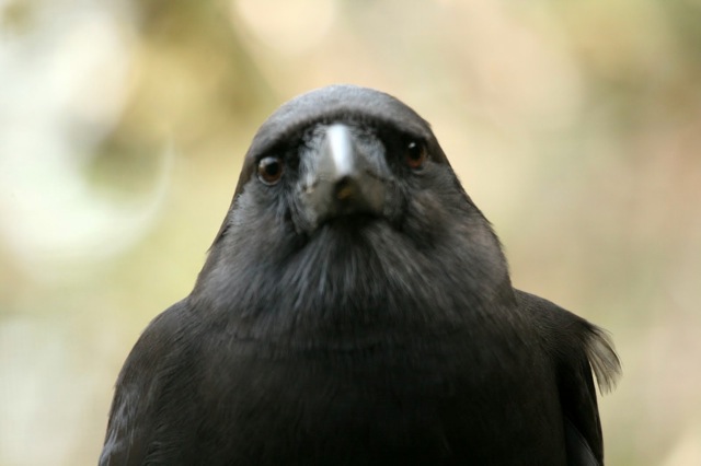 Alala, Hawaiian crow, is extinct in the wild and being cared for at the refuge in Volcano. Photo by Donna Cooper / Audubon Society