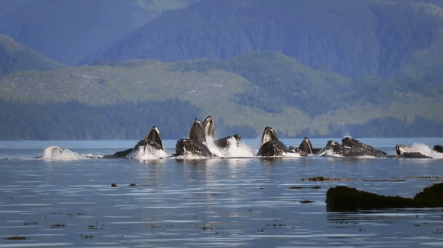 Screen Shot 2016-03-11 at 8.18.25 AM