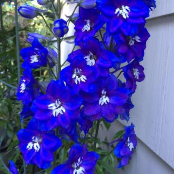 Jean-Pierre Garau allowed me to use his lovely image of Delphiniums.