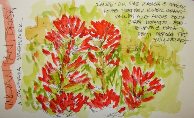 W16 7 14 PENTALIC INDIAN PAINTBRUSH 01