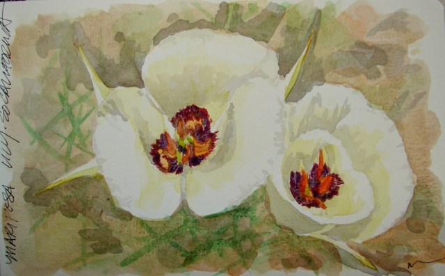 W16 8 6 PENTALIC MARIPOSA LILY 01